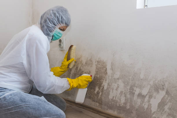 Best Mold Damage Repair  in Sturgeon, MO