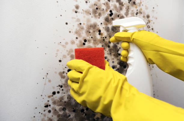Certified Mold Removal in Sturgeon, MO