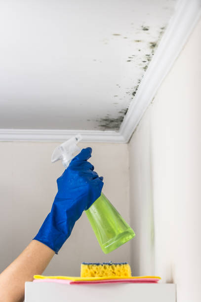 Best Professional Mold Removal  in Sturgeon, MO